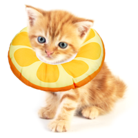 COMNICO Kitten Cones After Surgerys Small Waterproof Cones Collar Small Cats Donut Soft to Stop Licking Neck Elizabethan e Collar for Recovery (M size